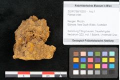Foto (Objekt + Etikett) von Plantae indet.  (NHMW-GEO-2024-0188-10393)